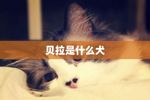 貝拉是什么犬