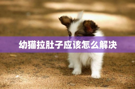 幼貓拉肚子應該怎么解決