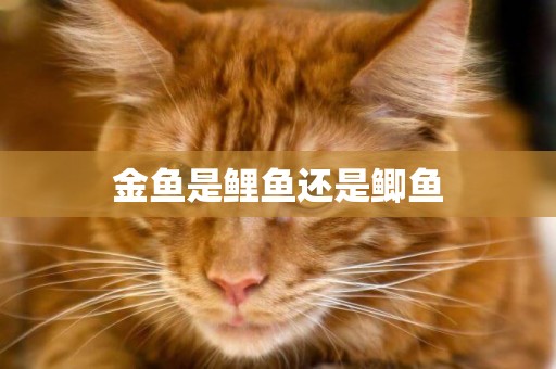 金魚是鯉魚還是鯽魚