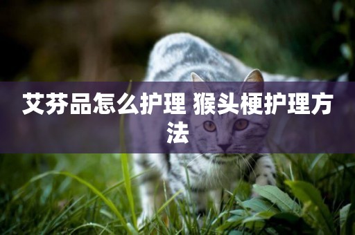 艾芬品怎么護理 猴頭梗護理方法