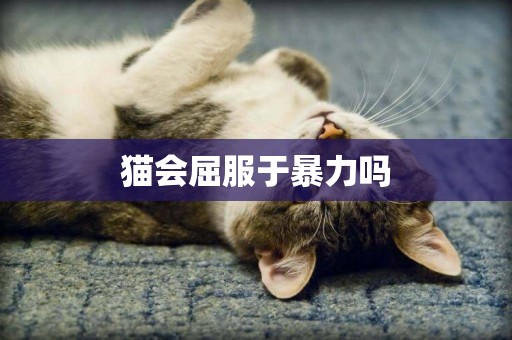 貓會屈服于暴力嗎
