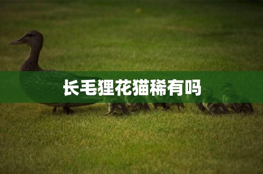 長毛貍花貓稀有嗎