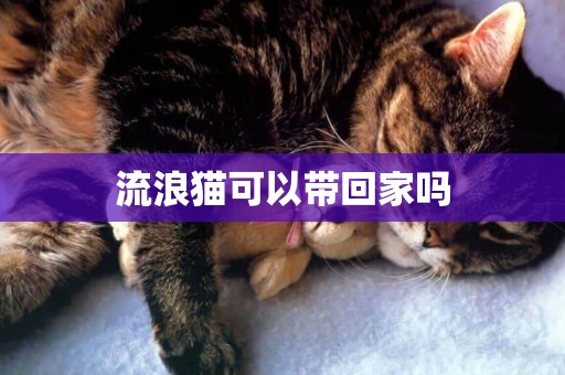 流浪貓可以帶回家嗎