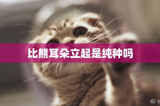 比熊耳朵立起是純種嗎