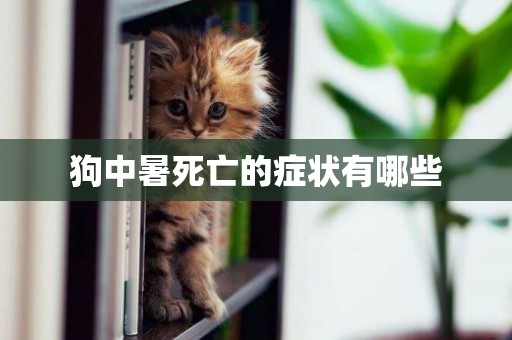 狗中暑死亡的癥狀有哪些