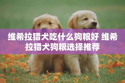維希拉獵犬吃什么狗糧好 維希拉獵犬狗糧選擇推薦