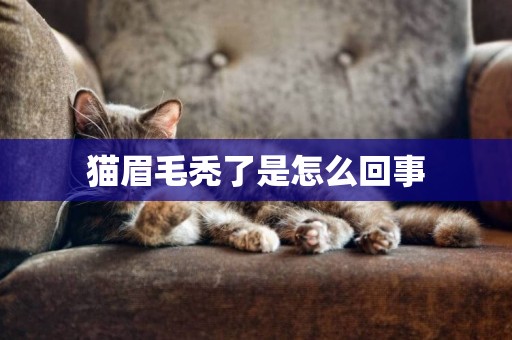 貓眉毛禿了是怎么回事