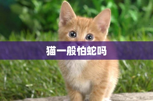 貓一般怕蛇嗎