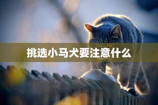 挑選小馬犬要注意什么