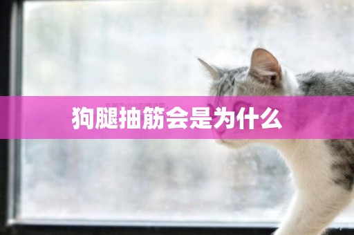 狗腿抽筋會是為什么