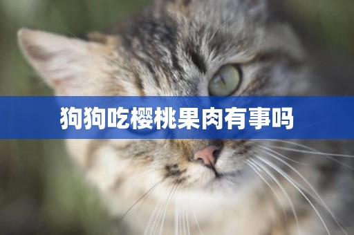 狗狗吃櫻桃果肉有事嗎