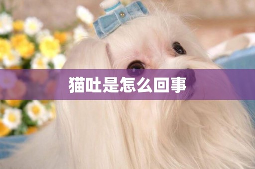 貓吐是怎么回事