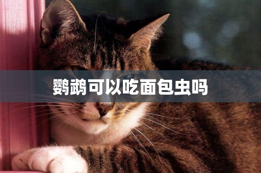 鸚鵡可以吃面包蟲嗎