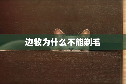 邊牧為什么不能剃毛
