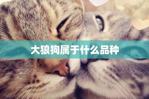 大狼狗屬于什么品種