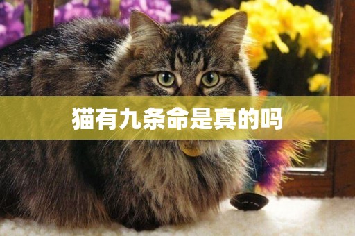 貓有九條命是真的嗎