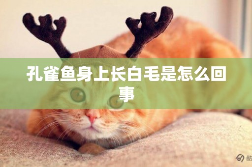孔雀魚身上長白毛是怎么回事