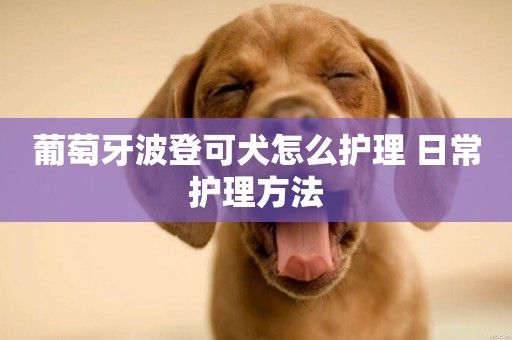 葡萄牙波登可犬怎么護理 日常護理方法