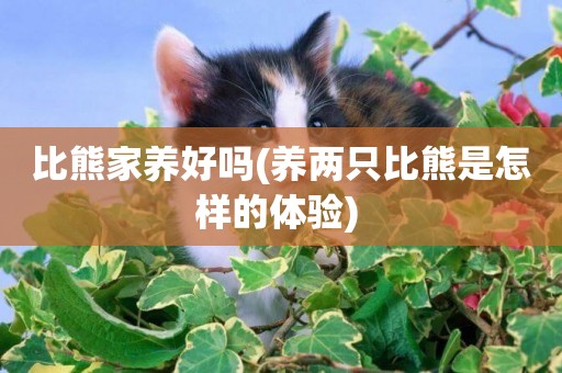 比熊家養好嗎(養兩只比熊是怎樣的體驗) 