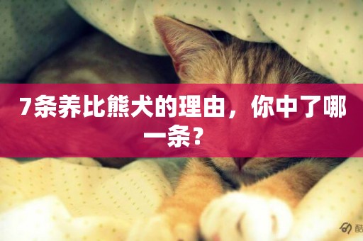 7條養比熊犬的理由，你中了哪一條？ 