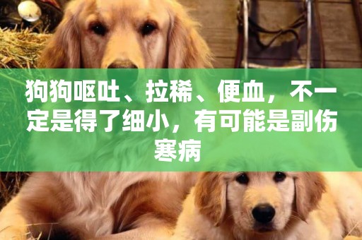 狗狗嘔吐、拉稀、便血，不一定是得了細小，有可能是副傷寒病 