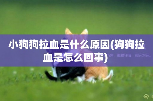 小狗狗拉血是什么原因(狗狗拉血是怎么回事) 