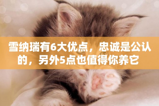 雪納瑞有6大優點，忠誠是公認的，另外5點也值得你養它 