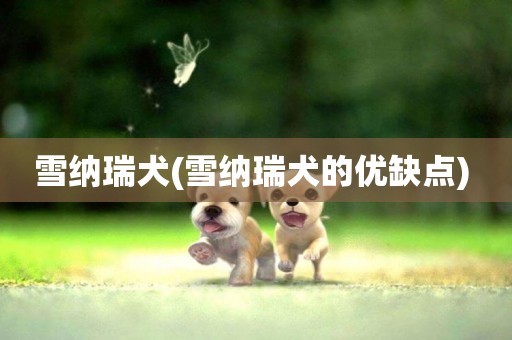 雪納瑞犬(雪納瑞犬的優缺點) 