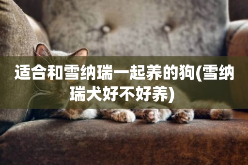 適合和雪納瑞一起養的狗(雪納瑞犬好不好養) 
