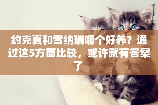 約克夏和雪納瑞哪個好養？通過這5方面比較，或許就有答案了 