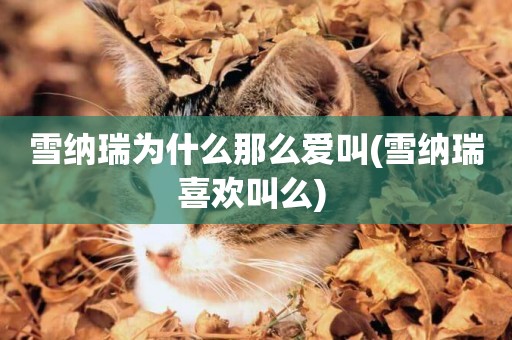雪納瑞為什么那么愛叫(雪納瑞喜歡叫么) 