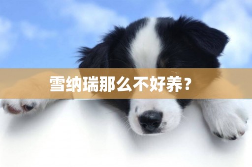 雪納瑞那么不好養？ 