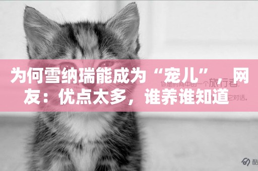 為何雪納瑞能成為“寵兒”，網友：優點太多，誰養誰知道 