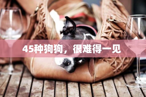 45種狗狗，很難得一見 