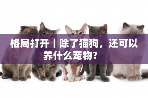 格局打開｜除了貓狗，還可以養什么寵物？ 