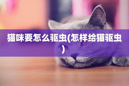 貓咪要怎么驅蟲(怎樣給貓驅蟲) 