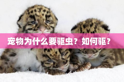 寵物為什么要驅蟲？如何驅？ 