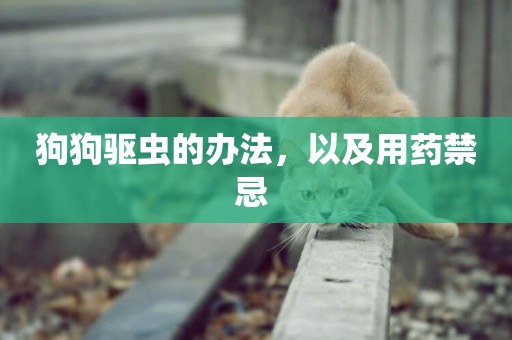 狗狗驅蟲的辦法，以及用藥禁忌 