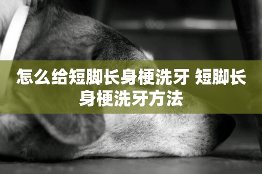 怎么給短腳長身梗洗牙 短腳長身梗洗牙方法