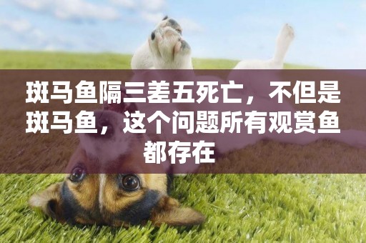 斑馬魚隔三差五死亡，不但是斑馬魚，這個問題所有觀賞魚都存在 