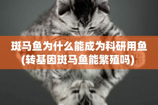 斑馬魚為什么能成為科研用魚(轉基因斑馬魚能繁殖嗎) 