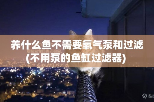 養什么魚不需要氧氣泵和過濾(不用泵的魚缸過濾器) 