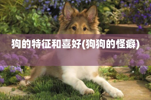 狗的特征和喜好(狗狗的怪癖) 