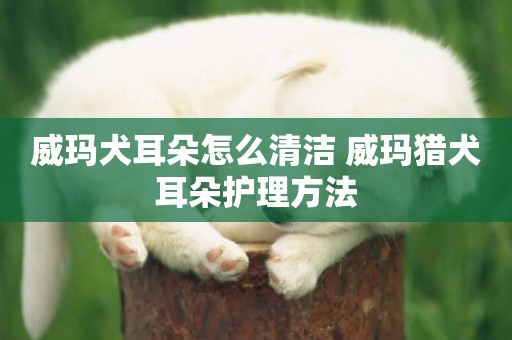 威瑪犬耳朵怎么清潔 威瑪獵犬耳朵護理方法