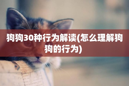 狗狗30種行為解讀(怎么理解狗狗的行為) 