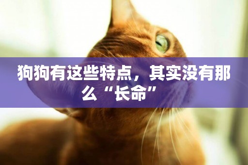 狗狗有這些特點，其實沒有那么“長命” 
