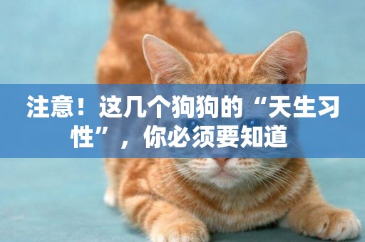 注意！這幾個狗狗的“天生習性”，你必須要知道 