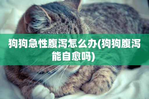 狗狗急性腹瀉怎么辦(狗狗腹瀉能自愈嗎) 