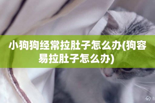 小狗狗經常拉肚子怎么辦(狗容易拉肚子怎么辦) 