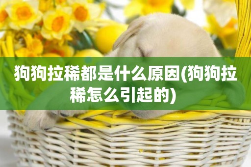 狗狗拉稀都是什么原因(狗狗拉稀怎么引起的) 